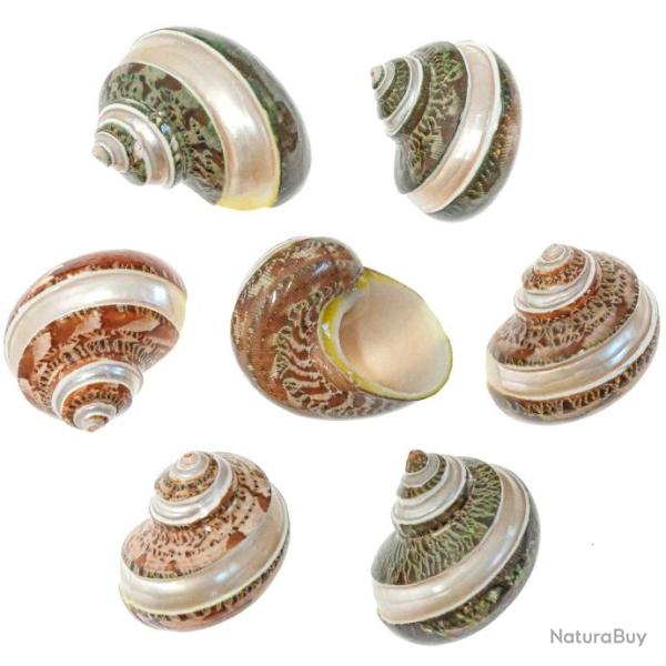 Coquillage turbo petholatus taill�s - 4 � 6 cm - Lot de 2
