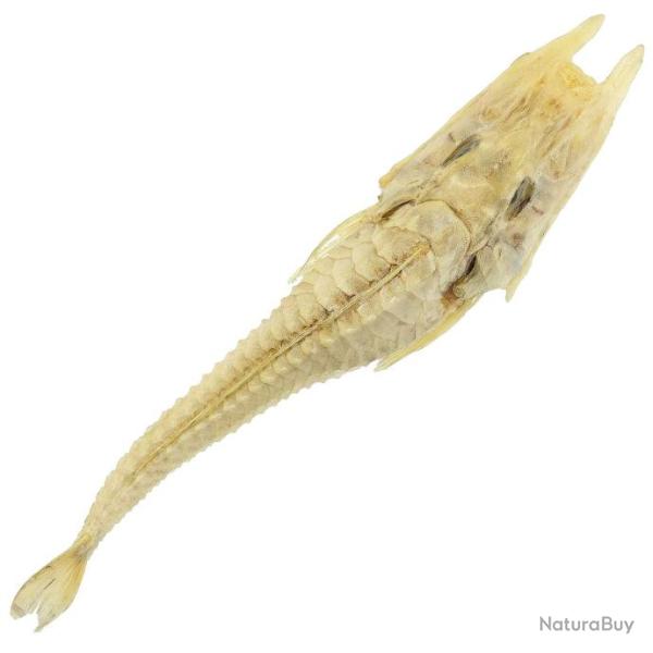 Poisson peristedion cataphractus naturalis 14  17 cm