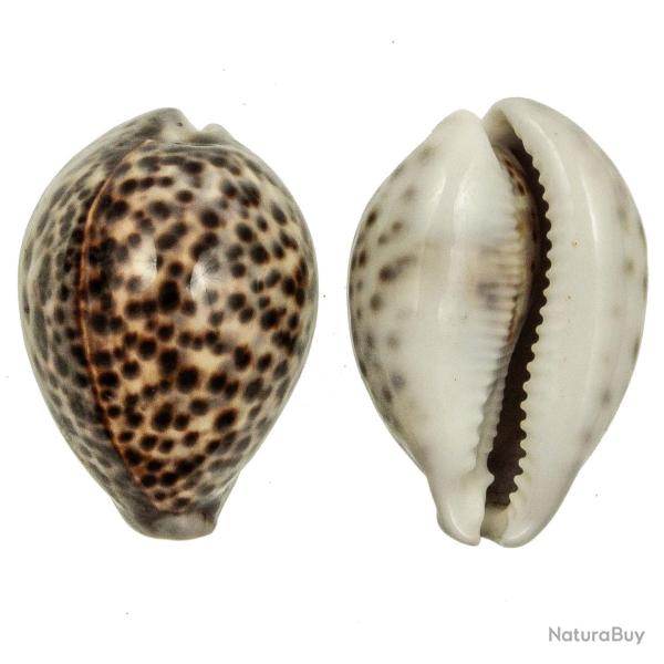 Coquillage cypraea tigris 8 � 10 cm