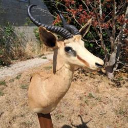 Taxidermie de Springbok ; Antidorcas marsupialis #LM26