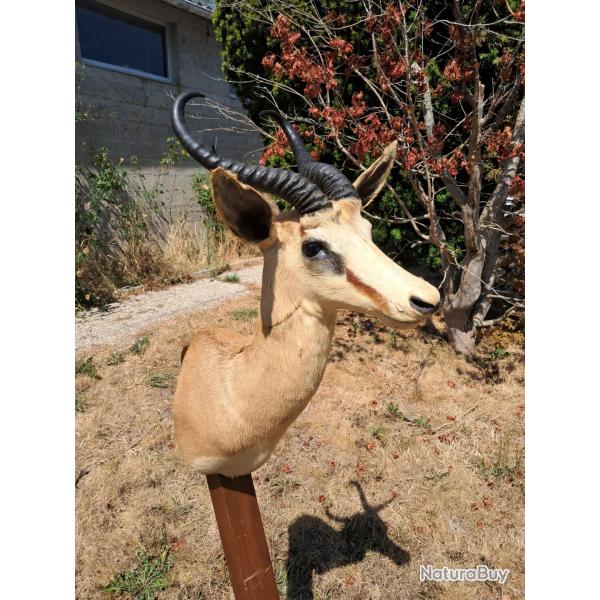 Taxidermie de Springbok ; Antidorcas marsupialis #LM26