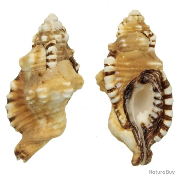 Coquillage cymatium lotorium 10 � 12 cm