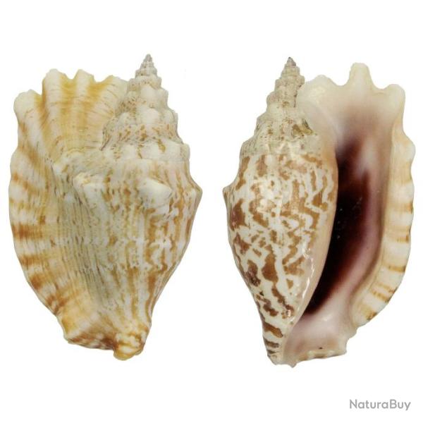 Coquillage strombus sinuatus 6 � 8 cm