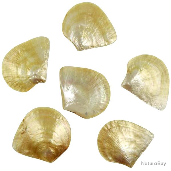 Coquillage pinctada maxima nacr� 13 � 15 cm