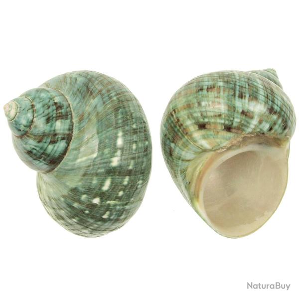 Coquillage turbo burgo vert poli 8 � 10 cm