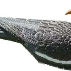 Forme de pigeon guetteur x 12