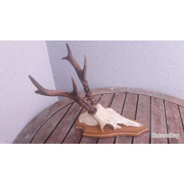 Troph�e de chevreuil de Sib�rie sur �cusson ; Capreolus pygargus