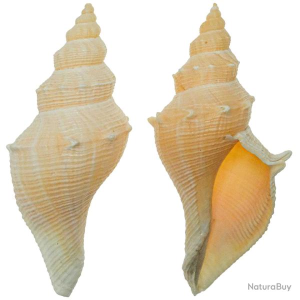 Coquillage hemifusus kawamurai 12 � 14 cm