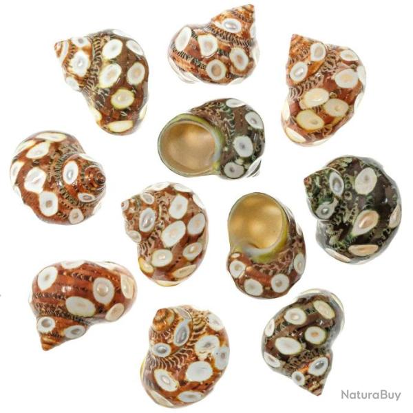 Coquillage turbo petholatus taill�s (points) - 4 � 5 cm - Lot de 2