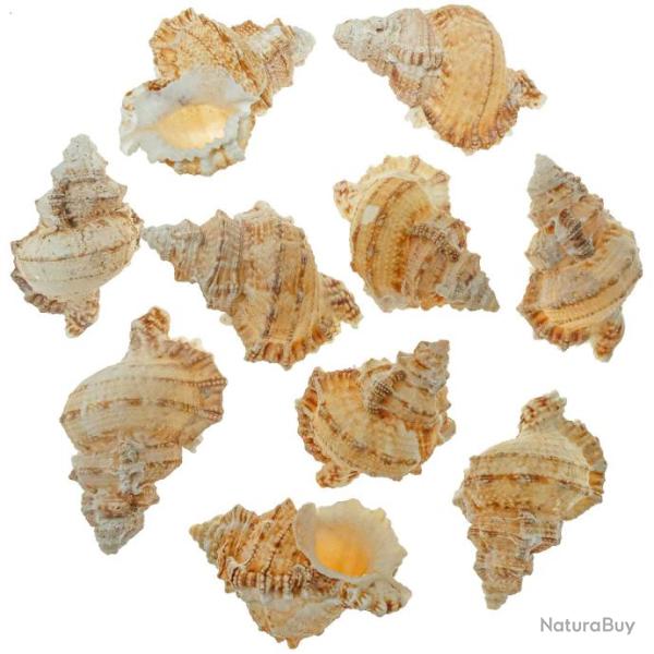 Coquillages bursa tutufa oyamai - 4 � 6 cm - Lot de 6