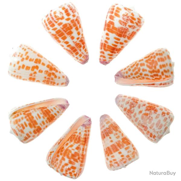 Coquillages conus tessulatus polis - 4 � 6 cm - Lot de 3