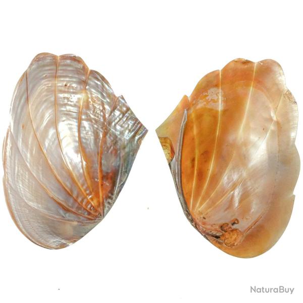 Coquillage moule nacr�e taill�e �ventail - 15 � 17 cm - A l'unit�