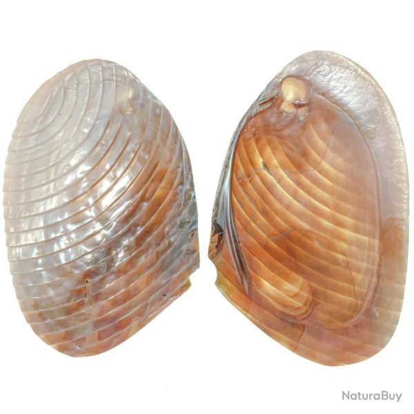 Coquillage moule nacr�e taill�e - 15 � 17 cm - A l'unit�