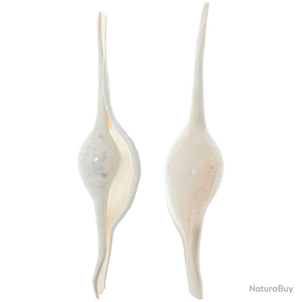 Coquillages escargots de mer volva volva - 8 � 12 cm - Lot de 2