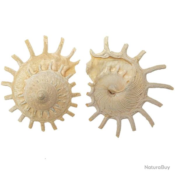Coquillages stellaria solaris - 8 � 12 cm - A l'unit�