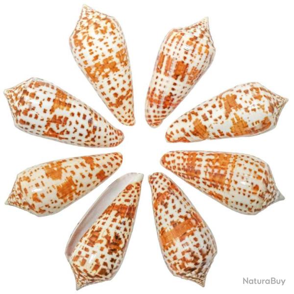 Coquillages conus lynceus polis - 5 � 8 cm - Lot de 5
