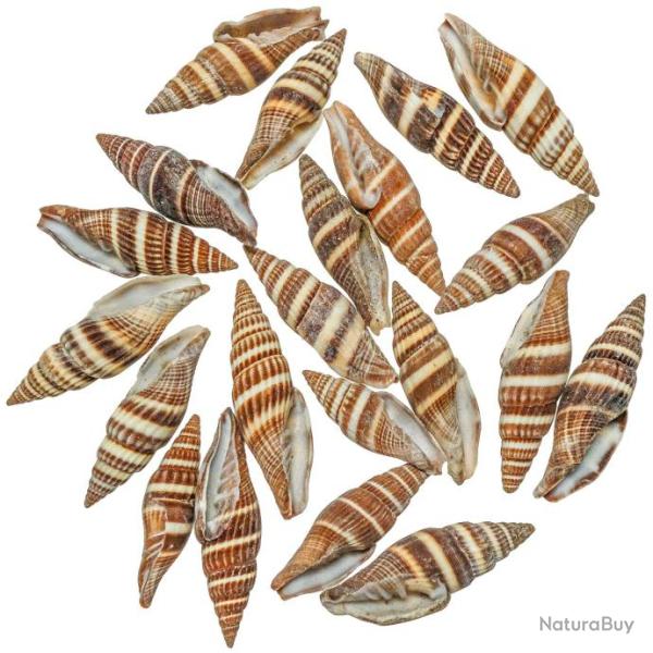 Coquillages vexillum formosense - 3 � 5 cm - 100 grammes