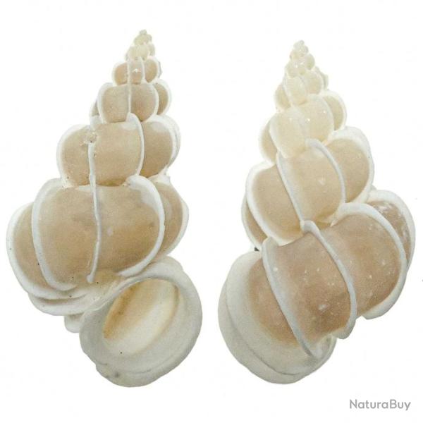 Coquillage epitonium scalaire - 4 � 5 cm - A l'unit�