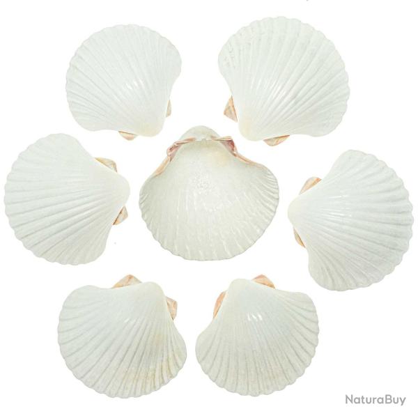 Coquillages pecten diegensis blanc - 7 � 9 cm - Lot de 3