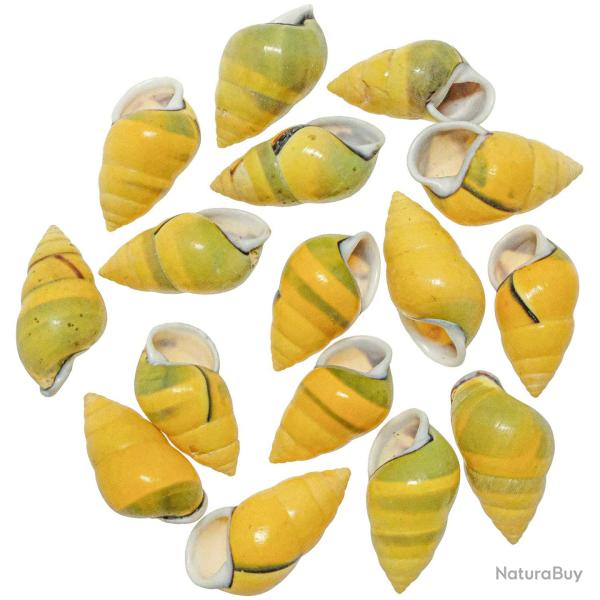 Coquillages amphidromus perversus jaunes - 4 � 5 cm - Lot de 5