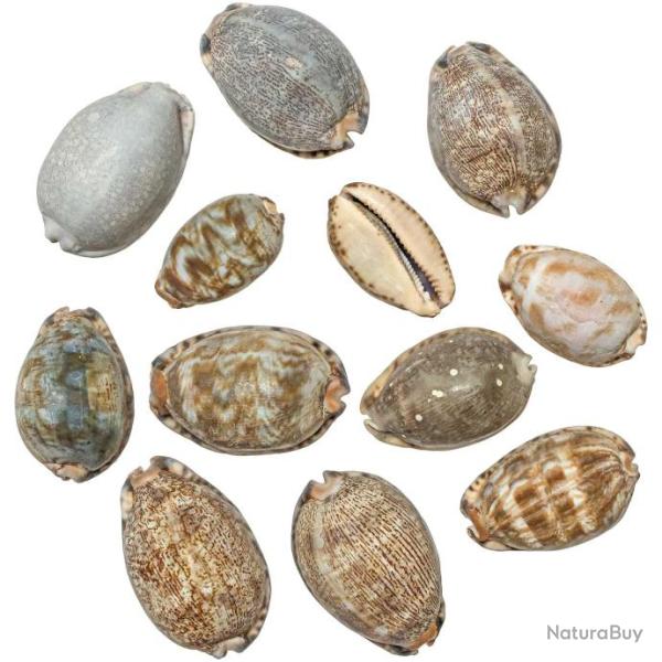Coquillages cypraea mauritia arabica - 4 � 7 cm - Lot de 5