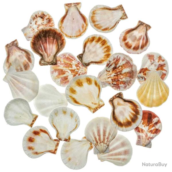 Coquillages pecten striatus - 3 � 4 cm - 100 grammes