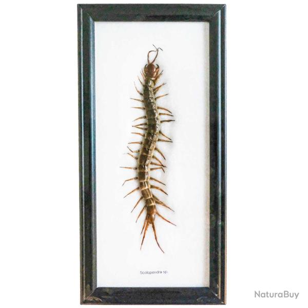 Cadre 12 x 25 cm avec scolopendre v�ritable naturalis�