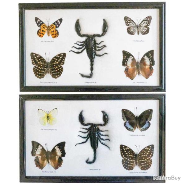 Cadre 32 x 20 cm avec 4 papillons et 1 scorpion v�ritables naturalis�s - A l'unit�
