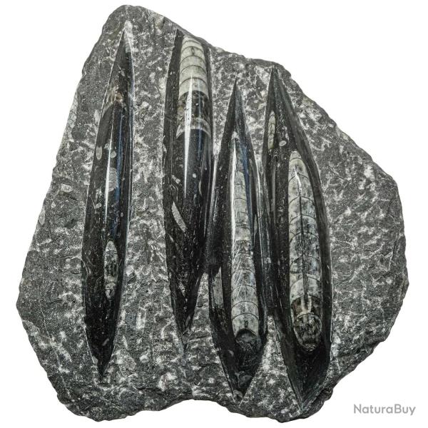 Plaque en marbre fossilif�re d'orthoc�ras - 18 x 21 cm - 1.07 kg