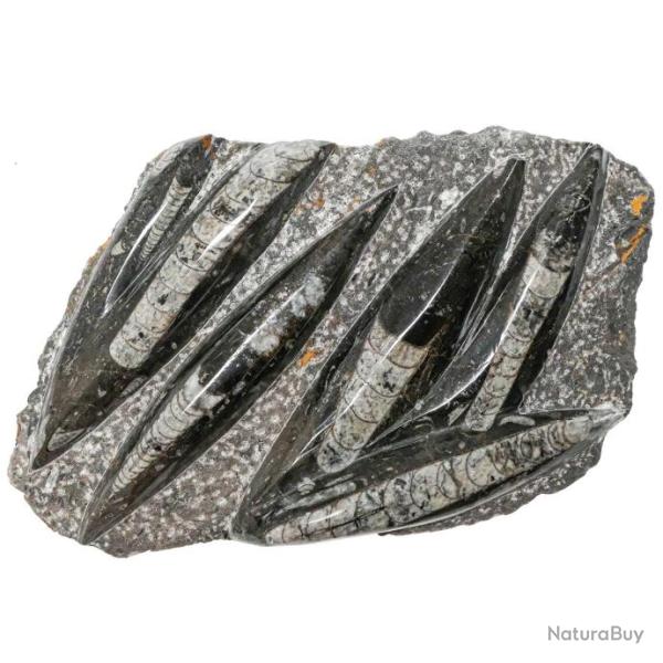 Plaque en marbre fossilif�re d'orthoc�ras - 28 x 17 cm - 2.88 kg