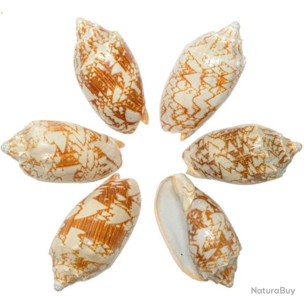 Coquillages voluta vespertilio - 7 � 9 cm - Lot de 2