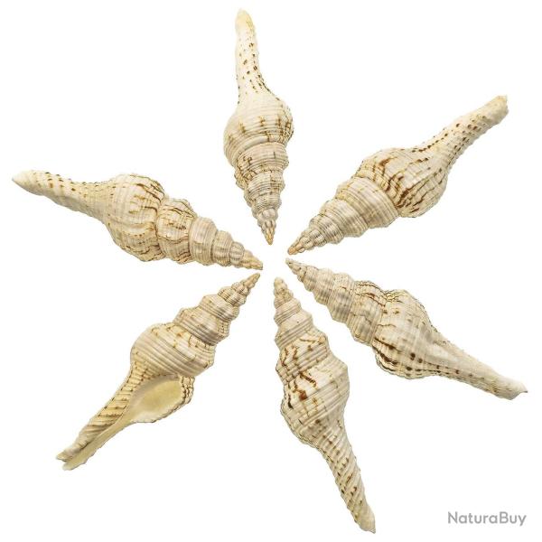 Coquillage fusinus nicobaricus - 7 � 10 cm - Lot de 2