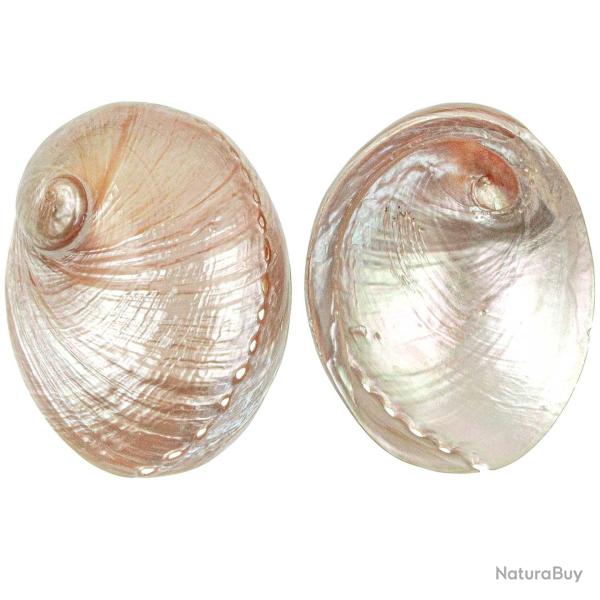 Coquillage haliotis laevigata nacr� 14 � 16 cm