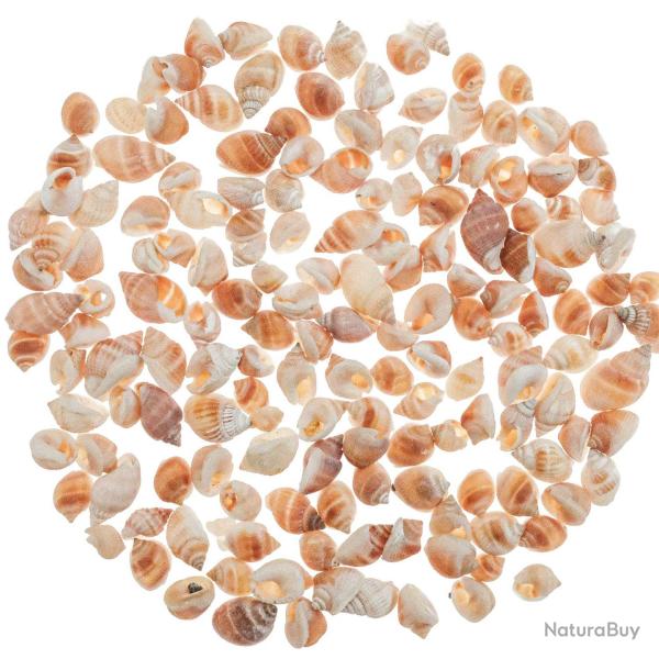 Coquillages nassarius vibex orang�s - 1 � 2 cm - 100 grammes