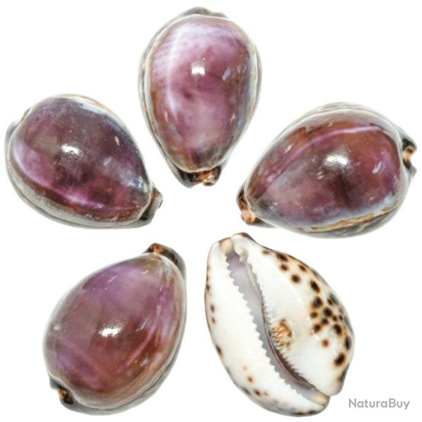Coquillages cypraea eglantina violet - 7 � 9 cm - A l'unit�
