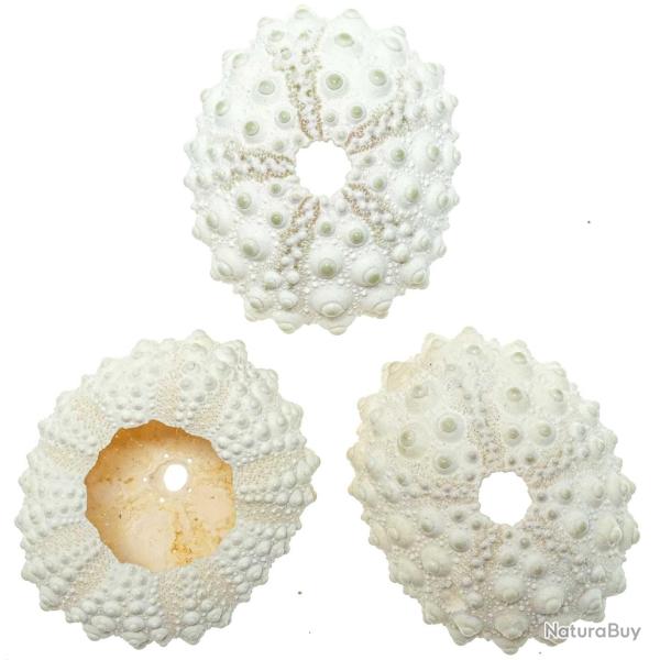 Test d'oursin de cidaris blanc - 4 � 6 cm - A l'unit�