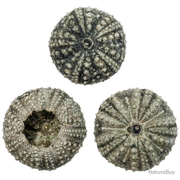 Test d'oursin diadema setosum - 3 � 4 cm - A l'unit�