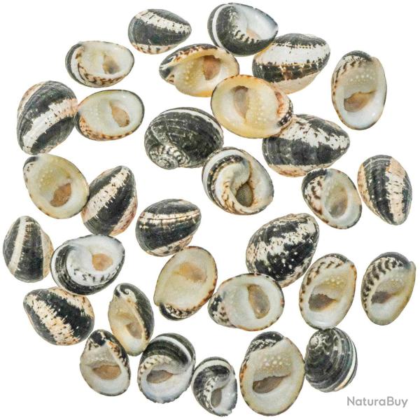 Coquillages nerita chamaeleon avec opercule - 2 � 2.5 cm - Lot de 3