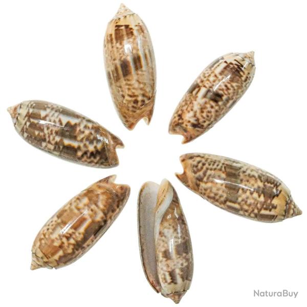 Coquillage oliva concinna - 3.5 � 5 cm - Lot de 2