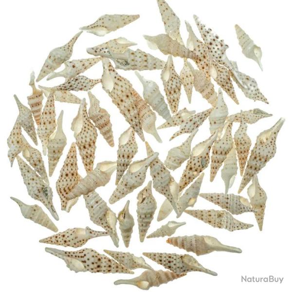 Coquillages lophiotoma indica - 3 � 5 cm - 100 grammes