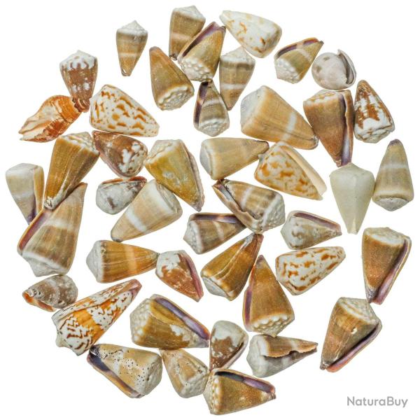 Coquillages conus vari�s - 1.5 � 5 cm - 200 grammes