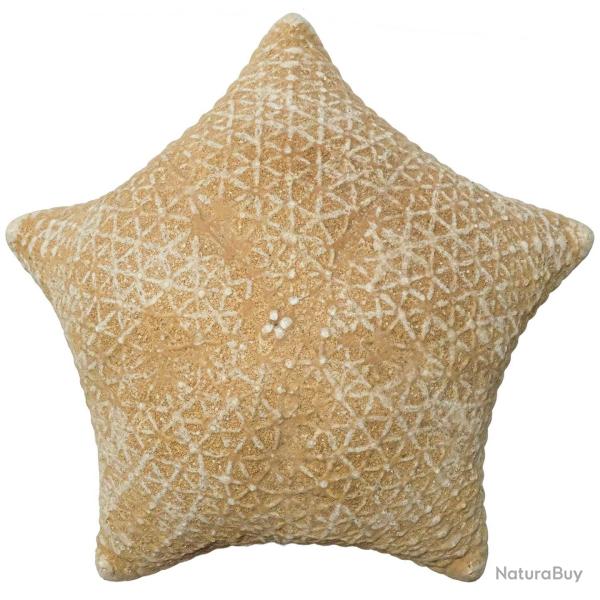 Etoile de mer coussin culcita novaeguineae - 20 � 25 cm - A l'unit�