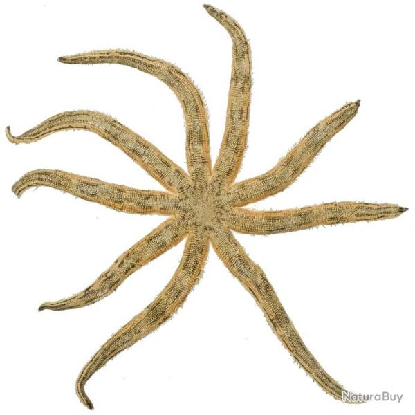 Etoile de mer luididae maculata - 35 � 40 cm - A l'unit�