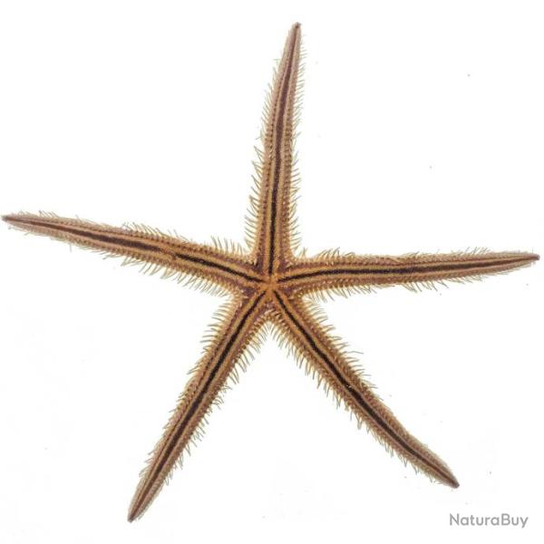 Etoile de mer echinaster - 13 � 16 cm - A l'unit�