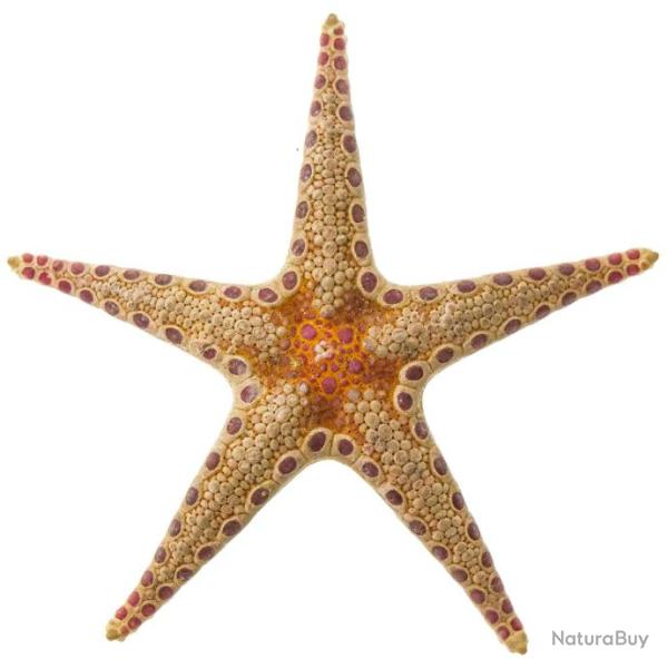 Etoile de mer tachet�e lie de vin - 5 � 7 cm - A l'unit�