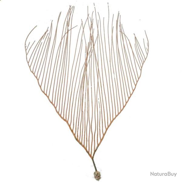 Gorgone rateau - 61 x 44 cm