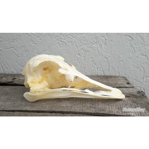 Crne d'Autruche ; Struthio camelus