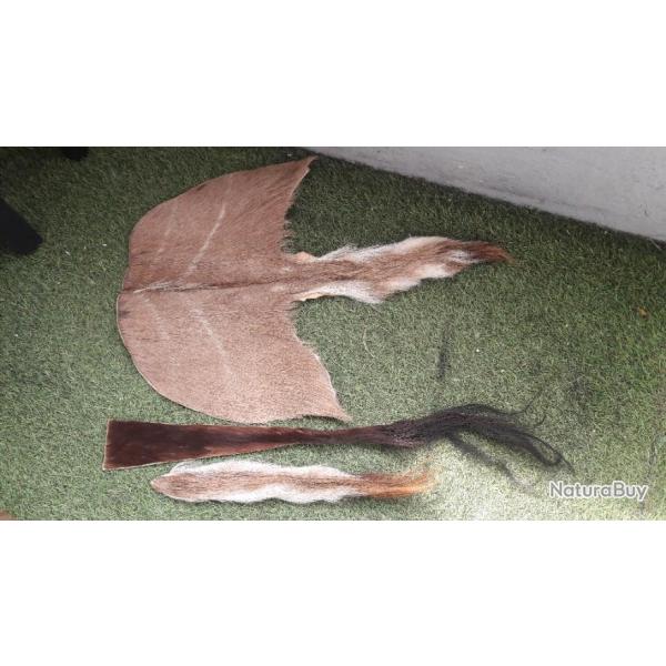 Lot de queues naturalis�es de Cobe � croissant et antilope sable