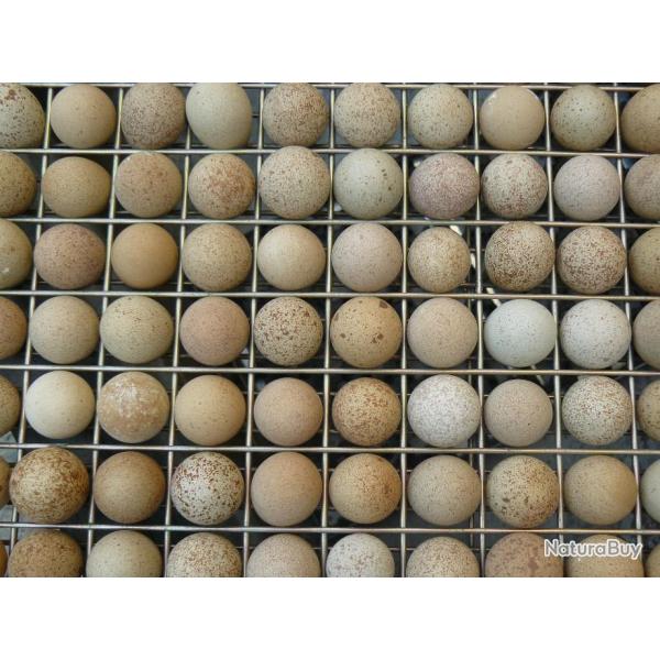 Lot 20 Oeufs de perdrix Rouge