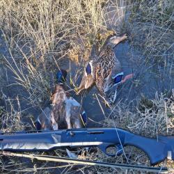 Benelli M2 comfortech Gaucher Cal.12MAG canon de 71cm, 5 chokes crio